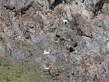 Vacation Alaska and Northwest  Dall Sheep